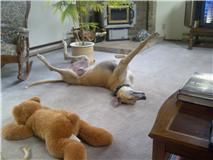 The Pet Nanny - Cover photo