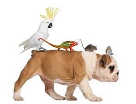 The Pet Sisters - Logo