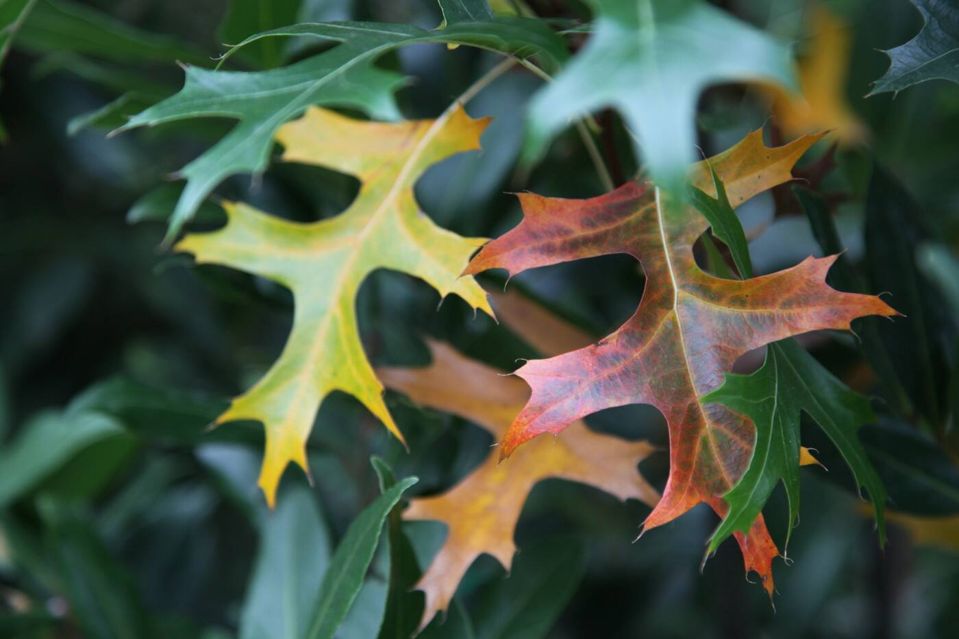 The Tree Shop - Cover photo