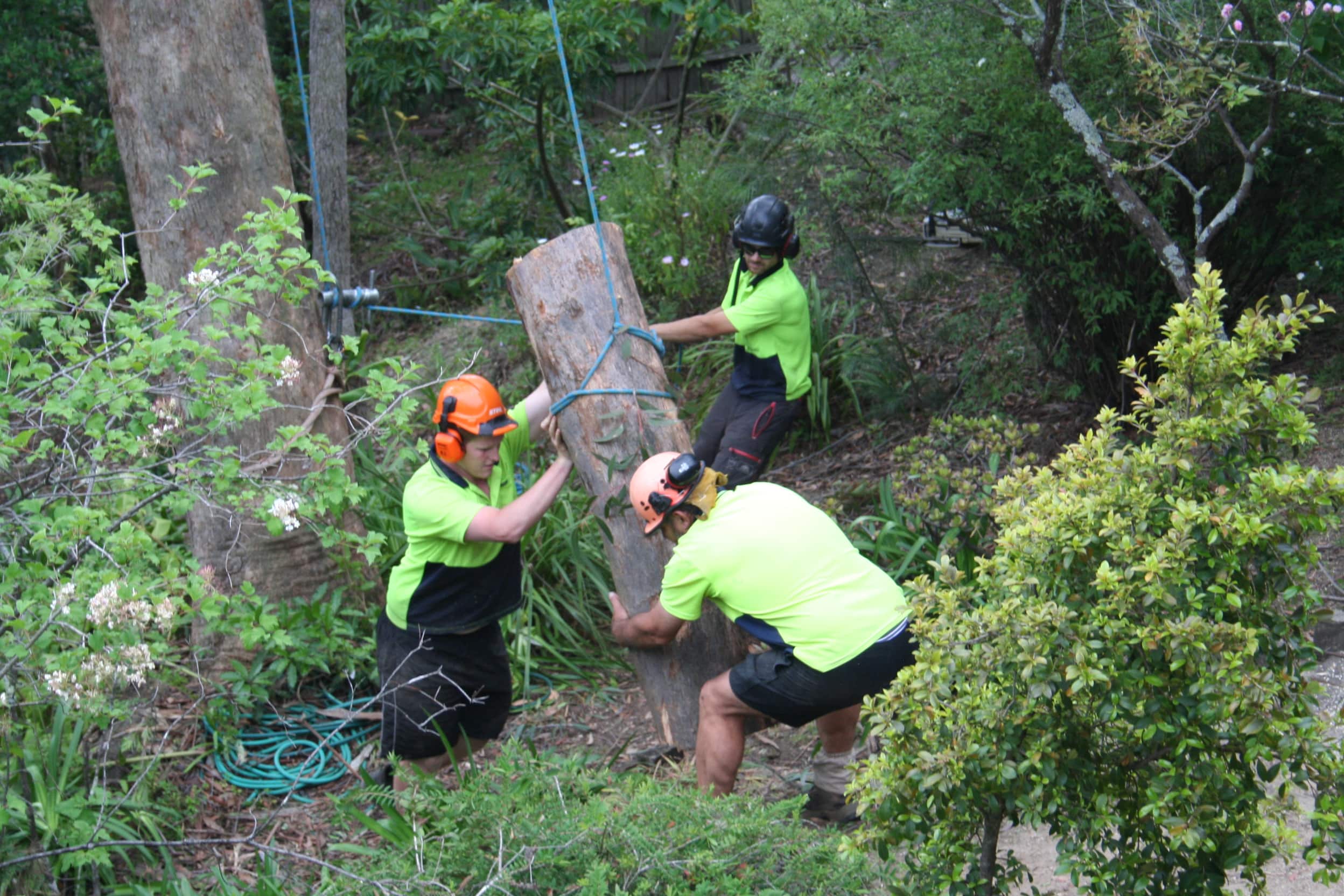 The Tree Surgeon Professionals Pty Ltd - Logo