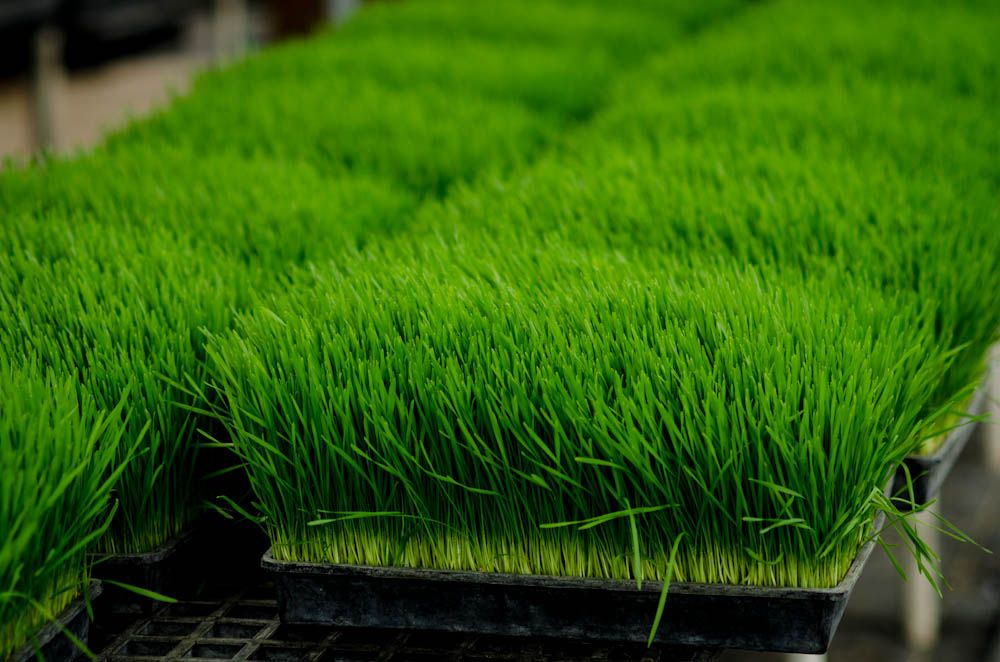 The Wheatgrass Store - Cover photo