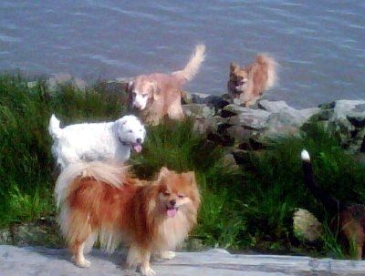 The Woofer Walkers Dog Services - Logo