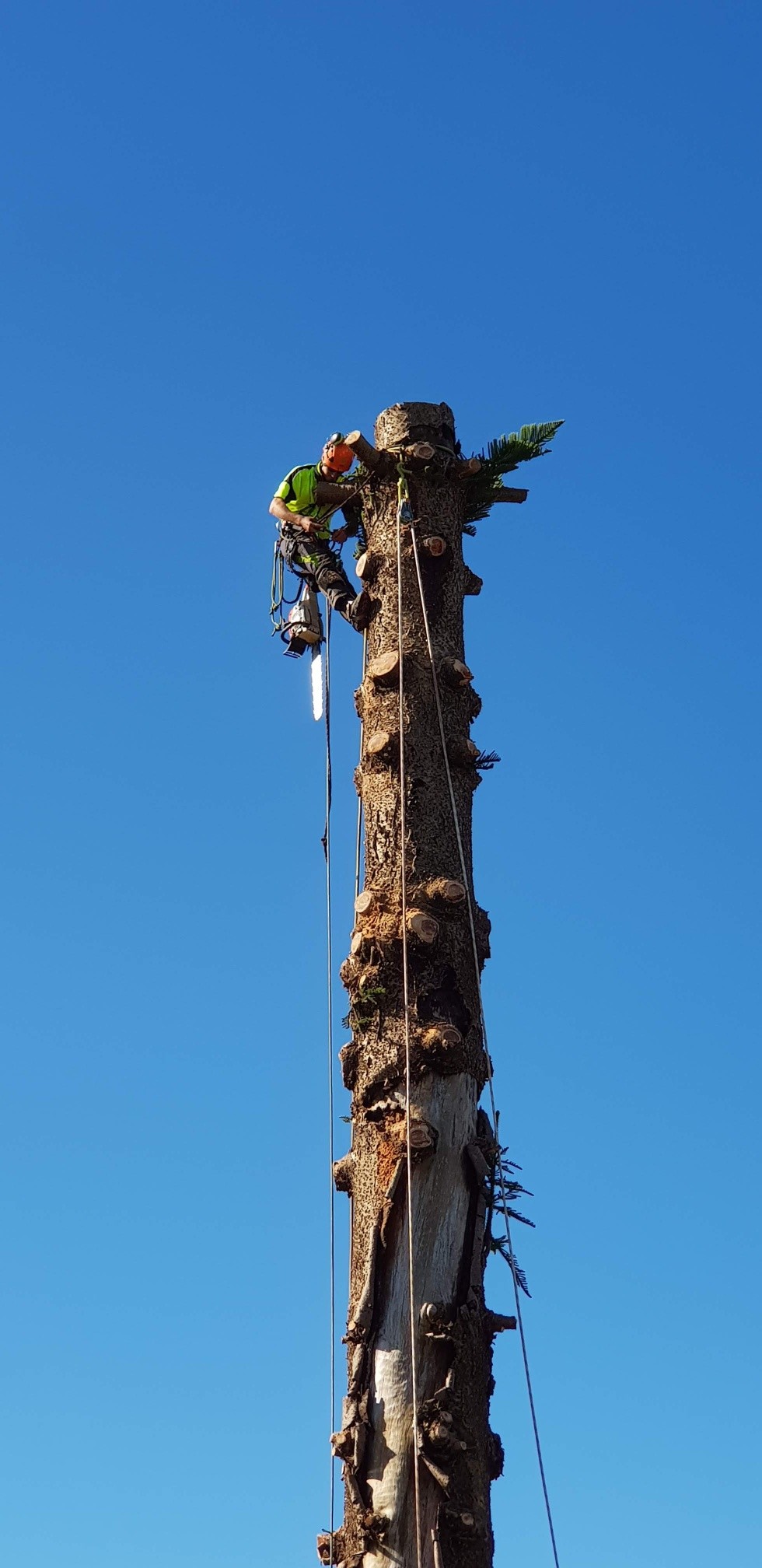 Timberwolf Tree Service - Logo
