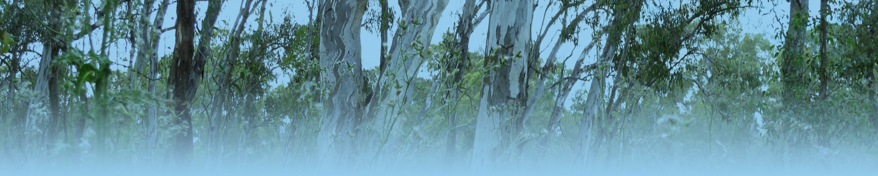 Tim's Timber Tree Service - Logo