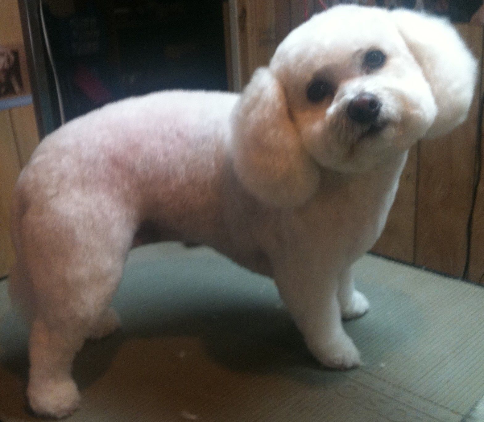 Tips 2 Tails Pet Grooming - Logo