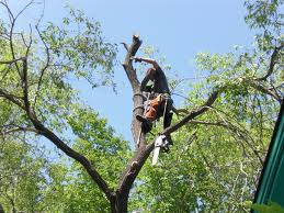 Toby&s;s Tree Service - Logo