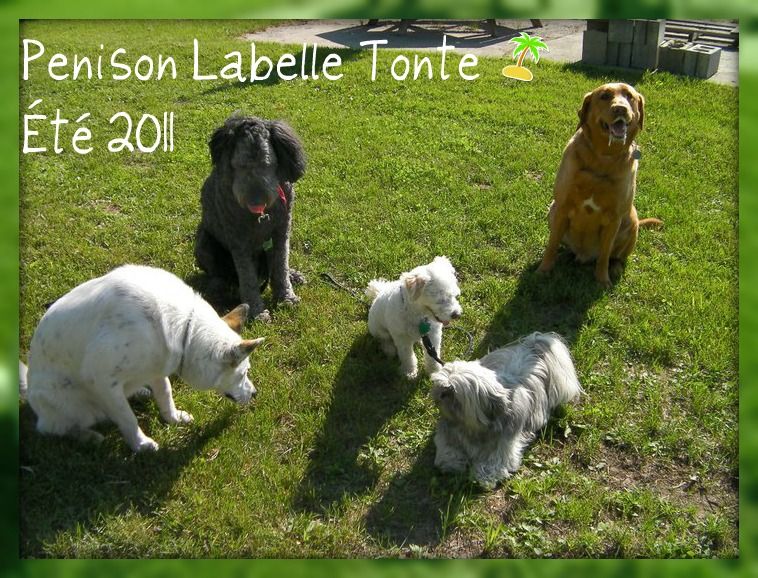 Toilettage Labelle Tonte - Logo