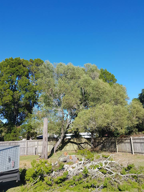 Tom Thumbs Tree Works - Cover photo