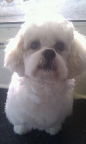Top2Tail Grooming4Dogs - Logo