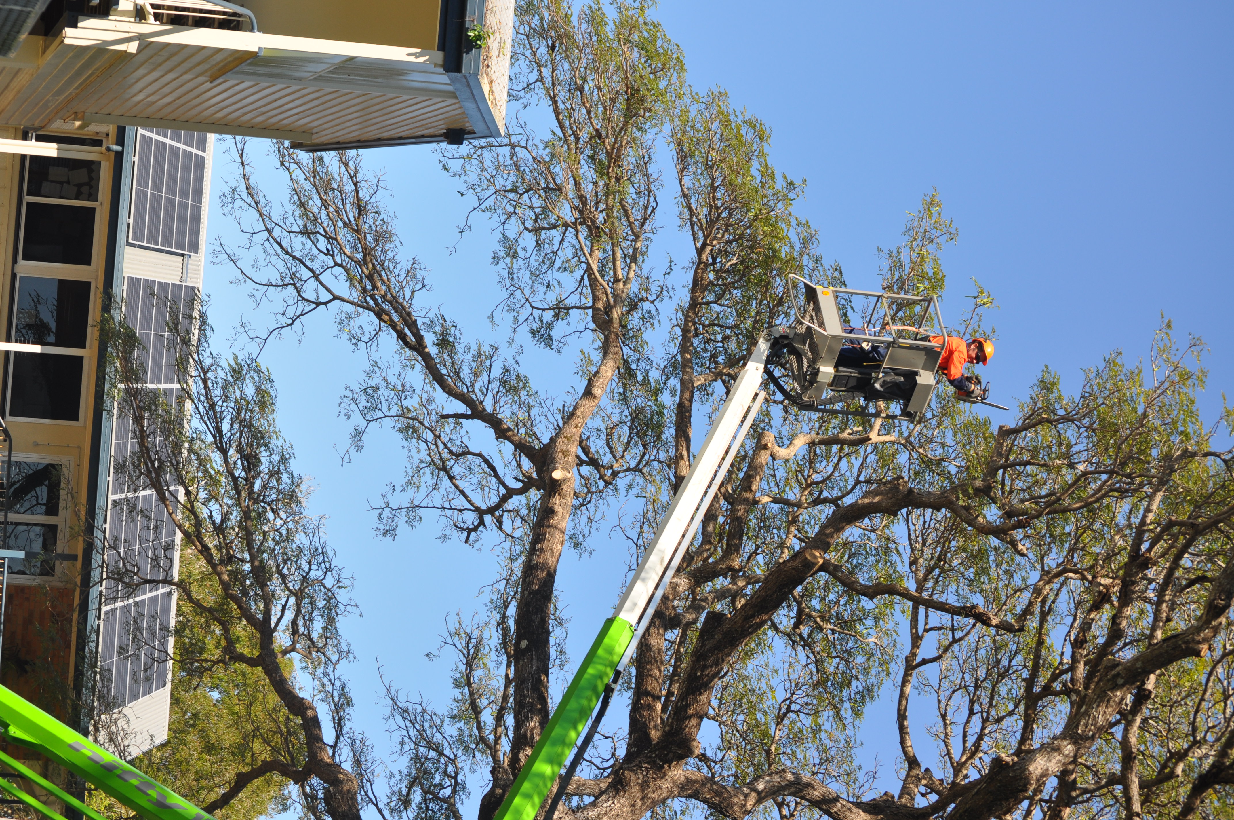 Top Drop Trees - Logo