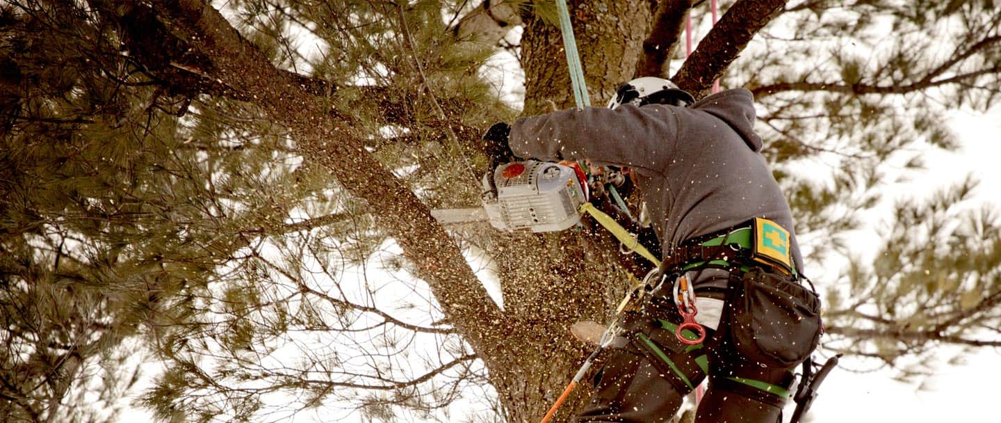 Toplop the Tree People - Cover photo