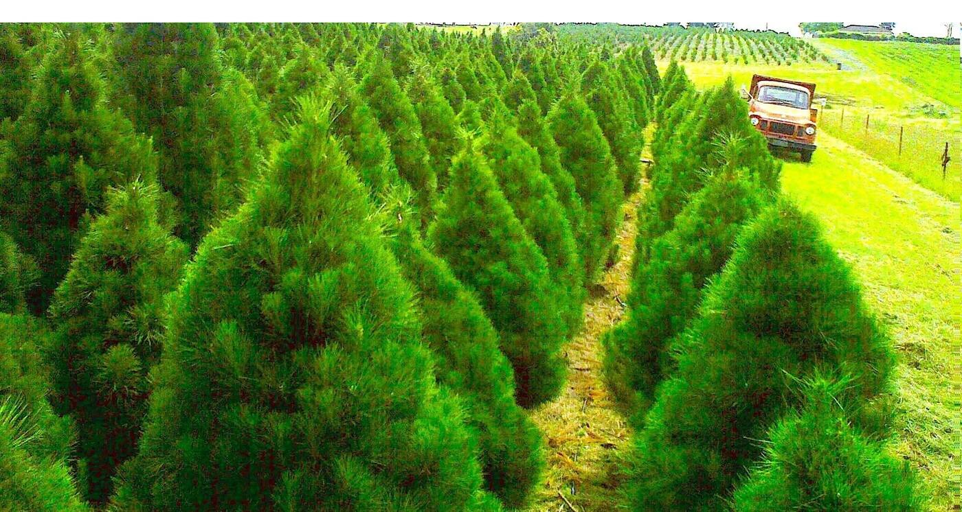 Top Shape Live Christmas Trees - Cover photo