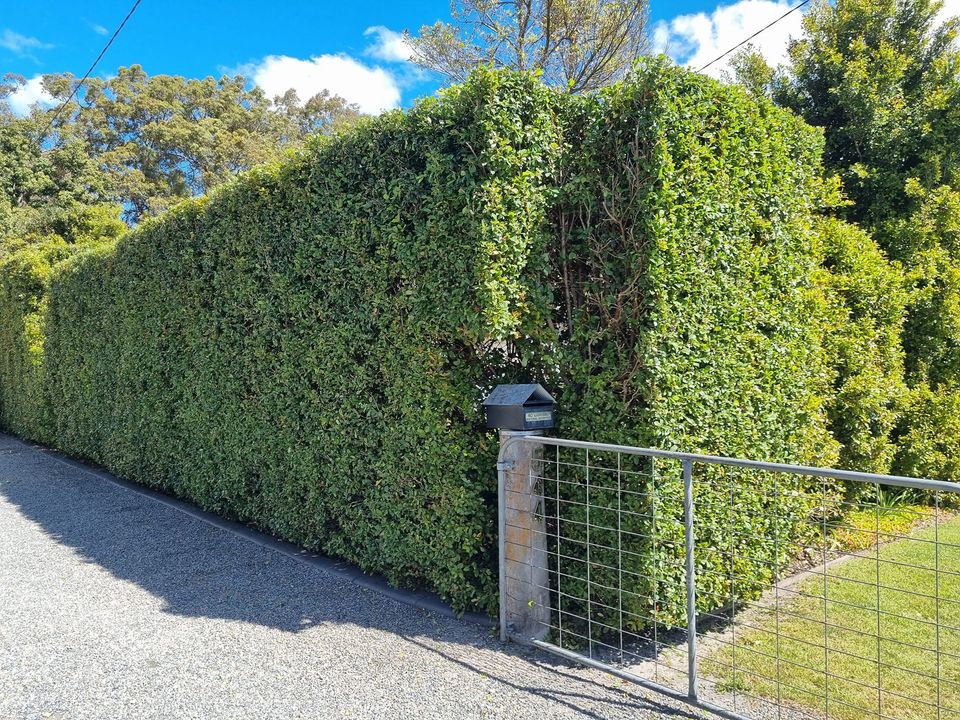 Total Lawn Care Mid North Coast - Logo
