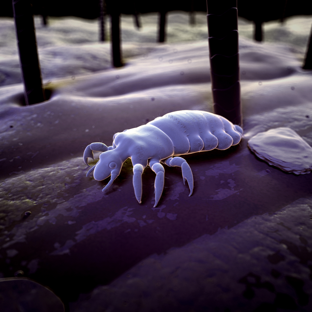 Total Termite Pest Control - Logo