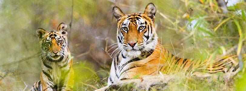 Tourist Hub India - Cover photo