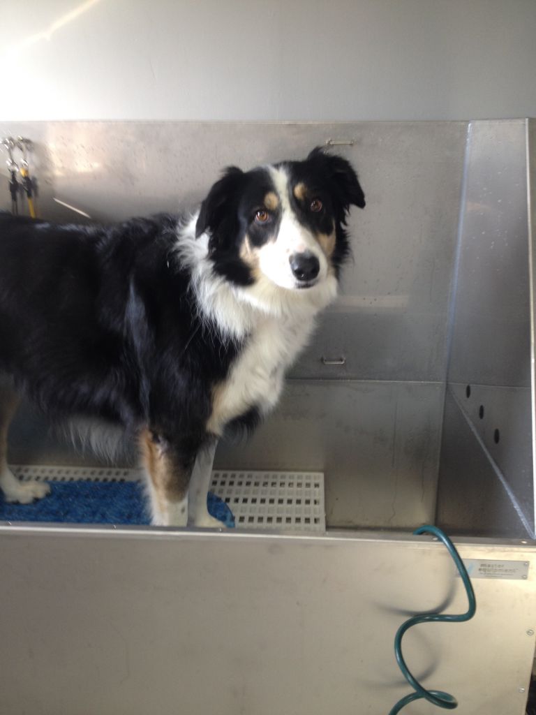 Town N&s; Country Dog Grooming - Logo