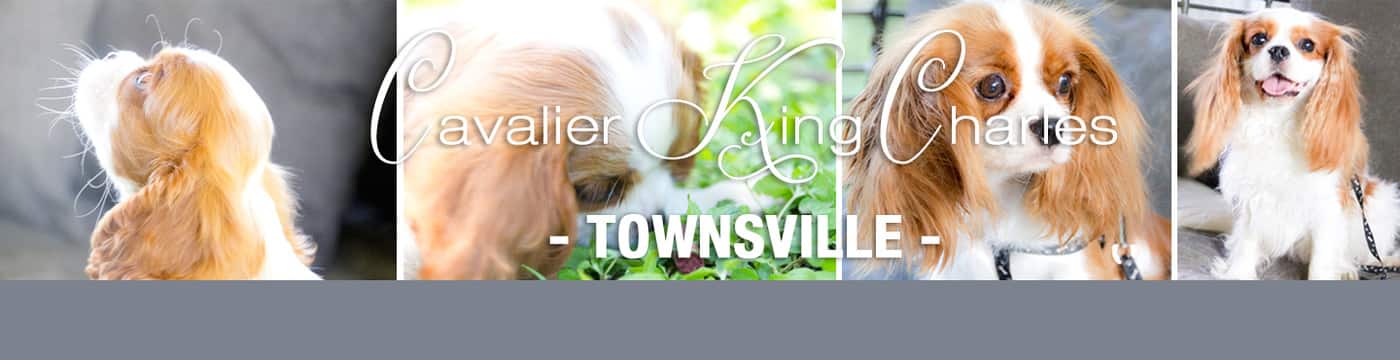 Townsville Cavalier King Charles Breeder - Cover photo