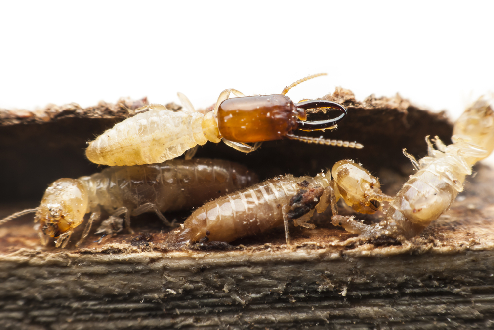 Townsville & Northern Beaches Pest Management - Logo