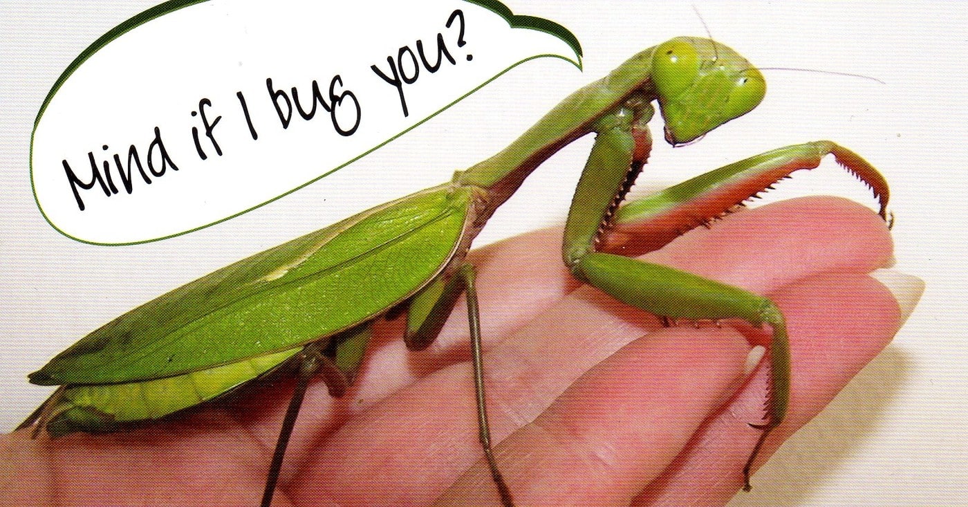 travelbugs mobile minibeasts - Cover photo