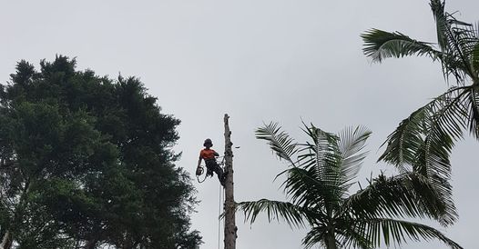 Tree Central - Logo