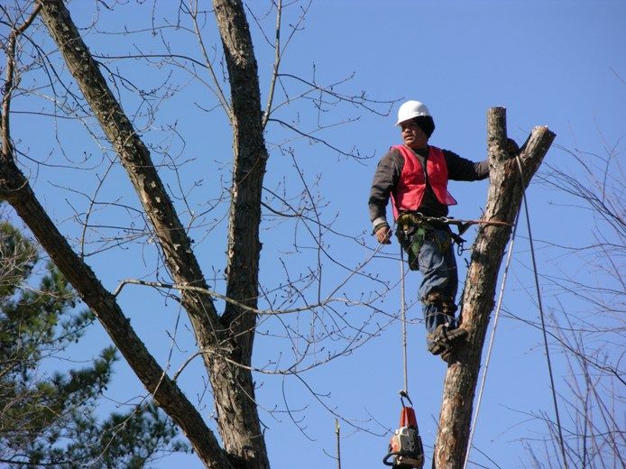 Tree Rings Tree Removal - Logo