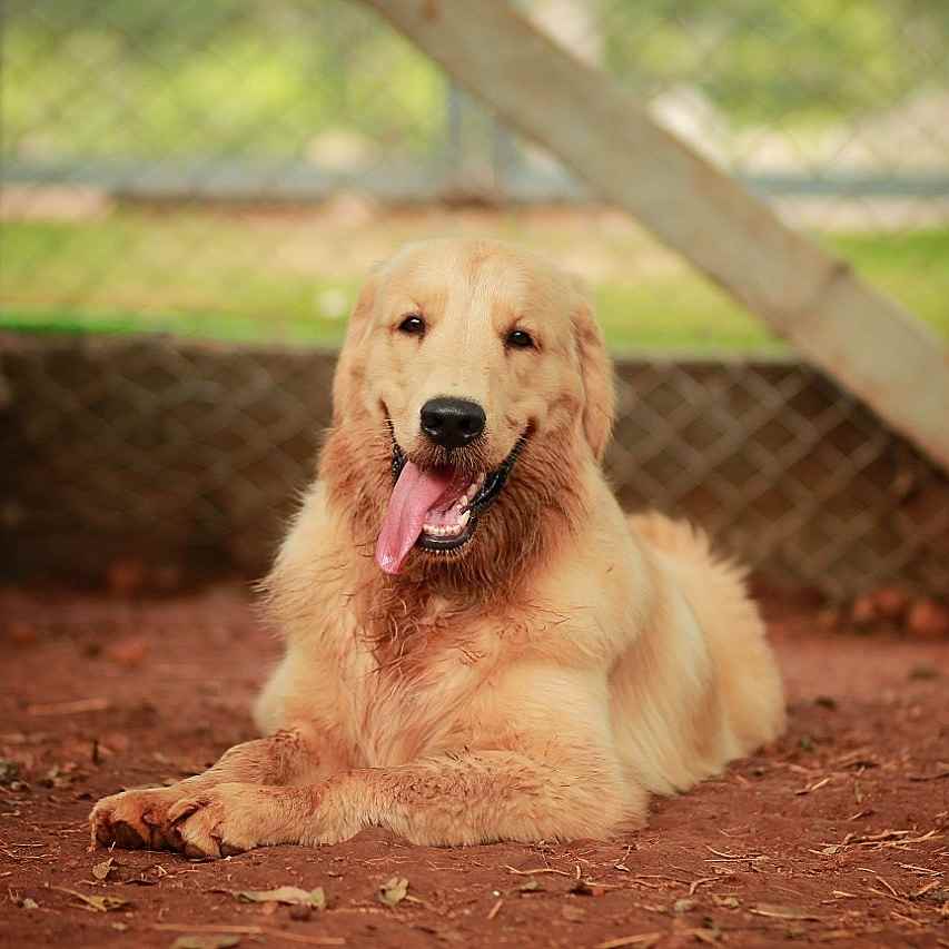 Trees And Tails Pet Resort - Cover photo