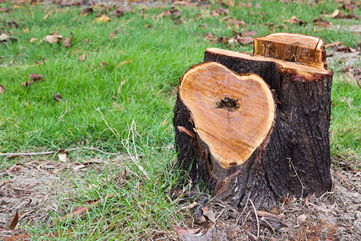 Tree Solutions Shellharbour - Logo