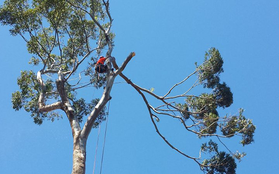 Tree Solutions Wollongong - Cover photo