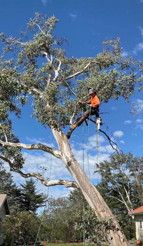 Treetops Tree Services - Logo