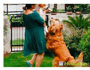 Tricity Veterinary Lab - Logo