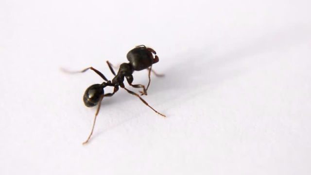 Trident Pest Control - Cover photo