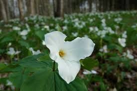 Trillium Tax Services - Cover photo