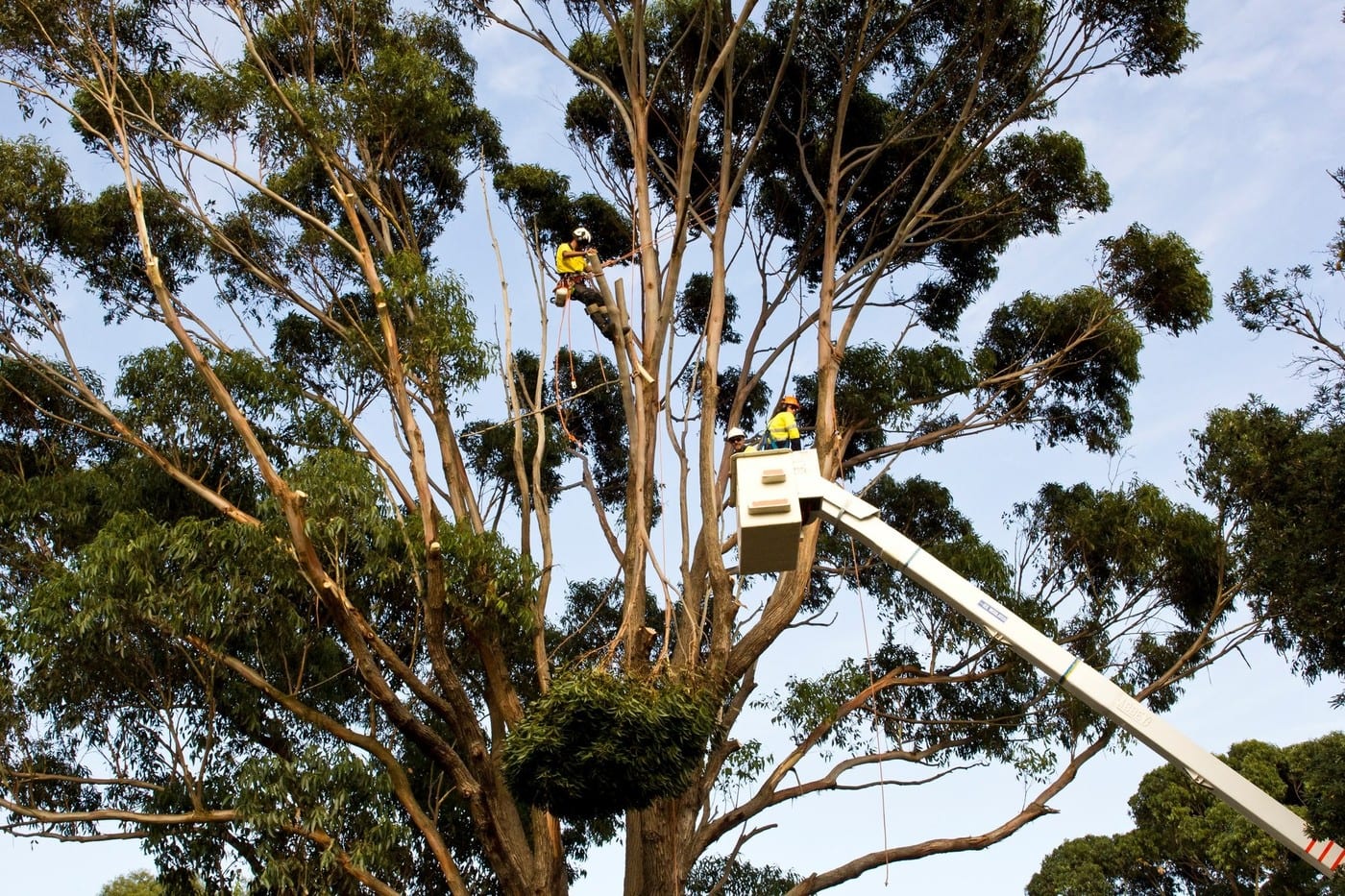 Trimmer Tree - Cover photo