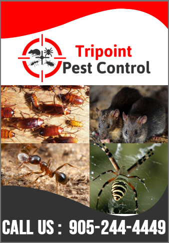 Tripoint Pest Control - Logo