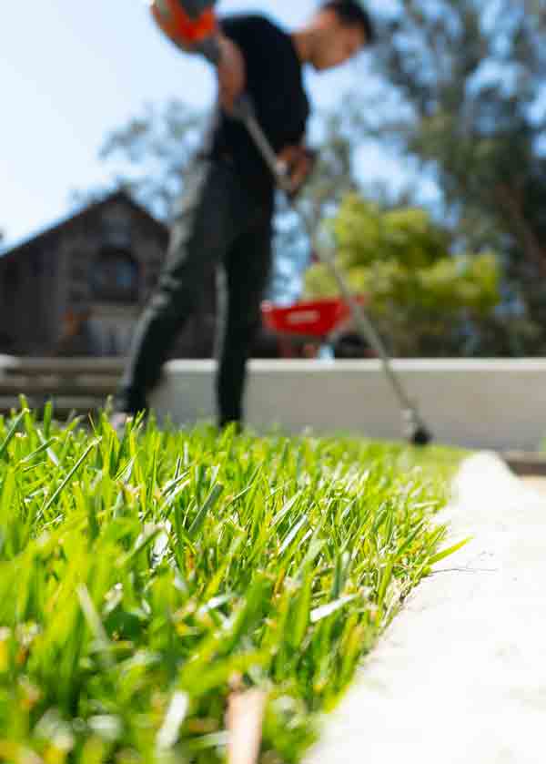 Tropical Lawn Care - Logo