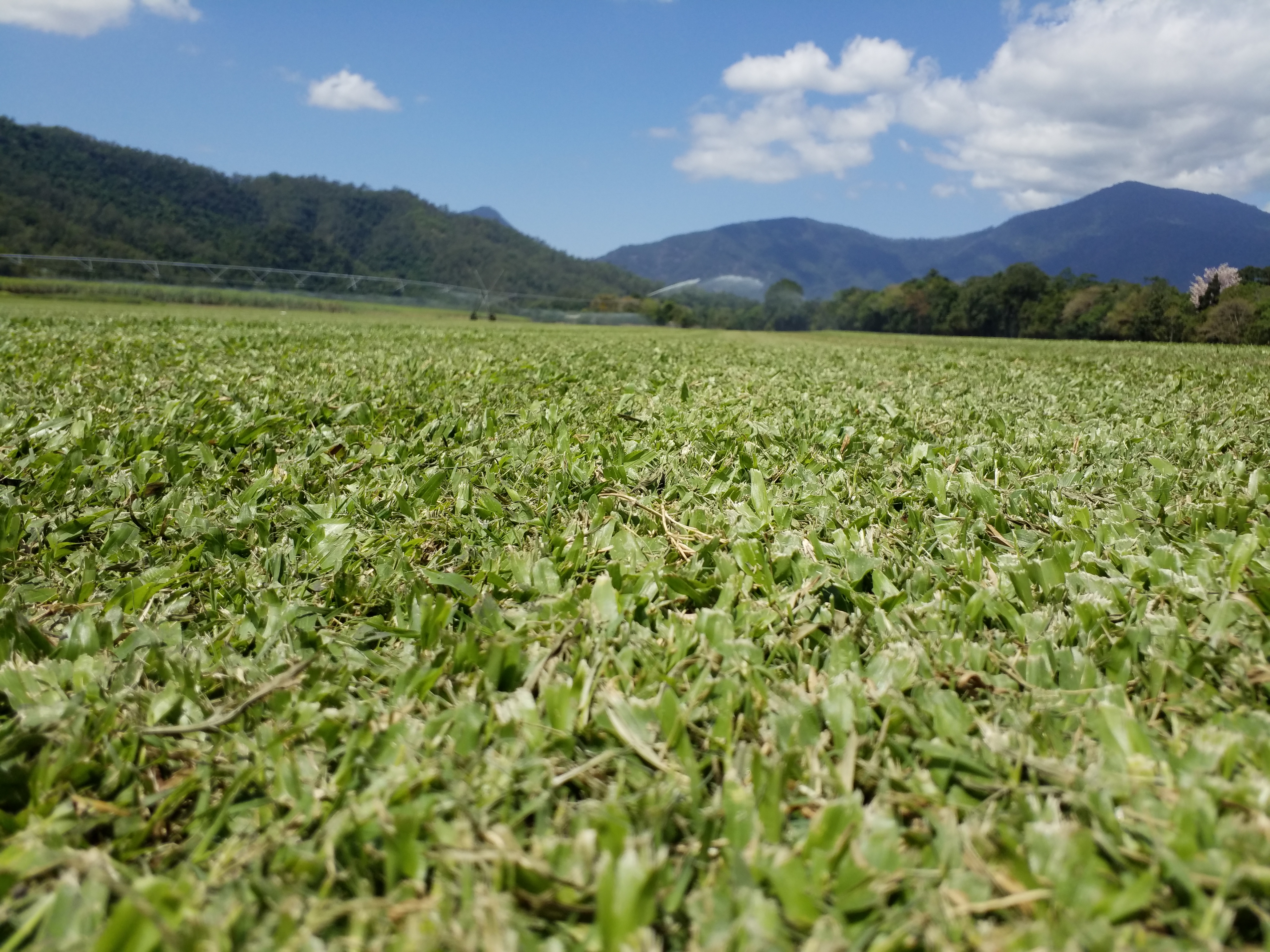 Tropical Lawns Pty Ltd - Logo