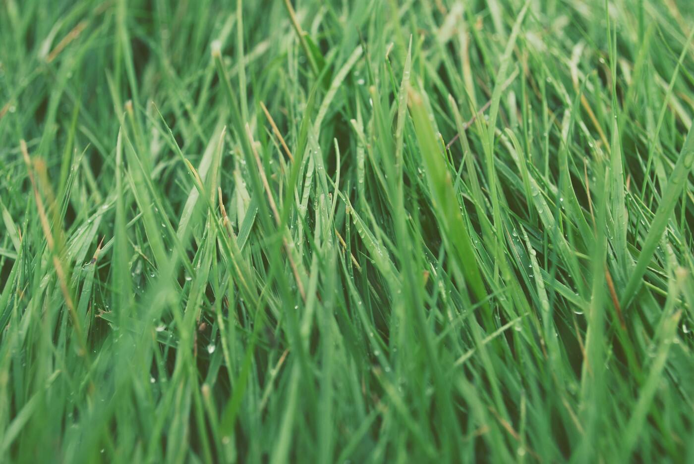 Troy's Lawn & Garden Care - Logo