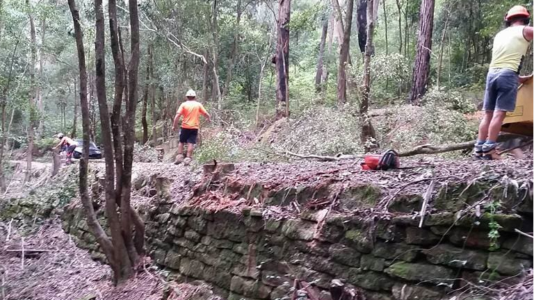 True Blue Australian Tree Services - Cover photo