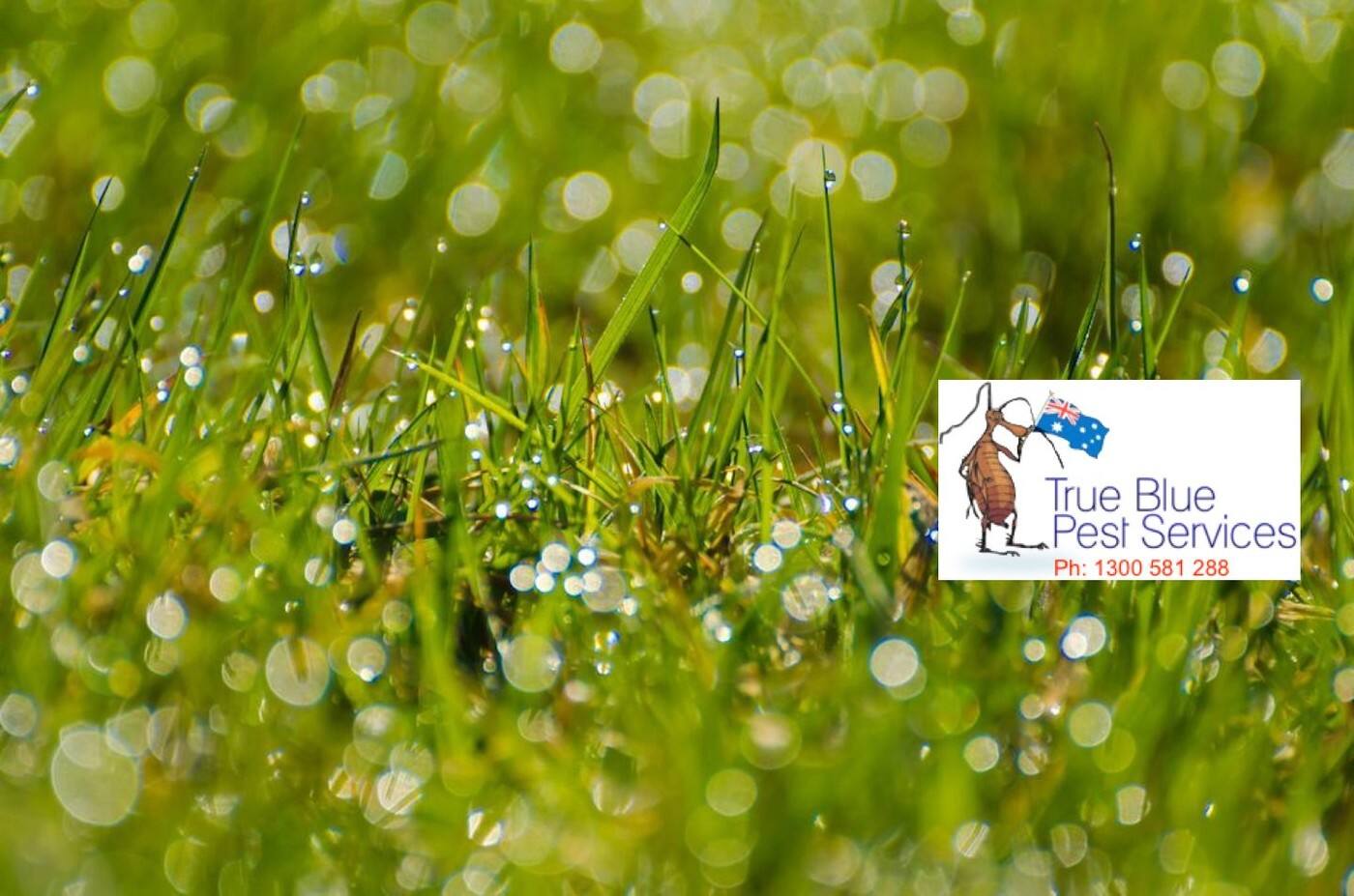 True Blue Pest Services - Logo