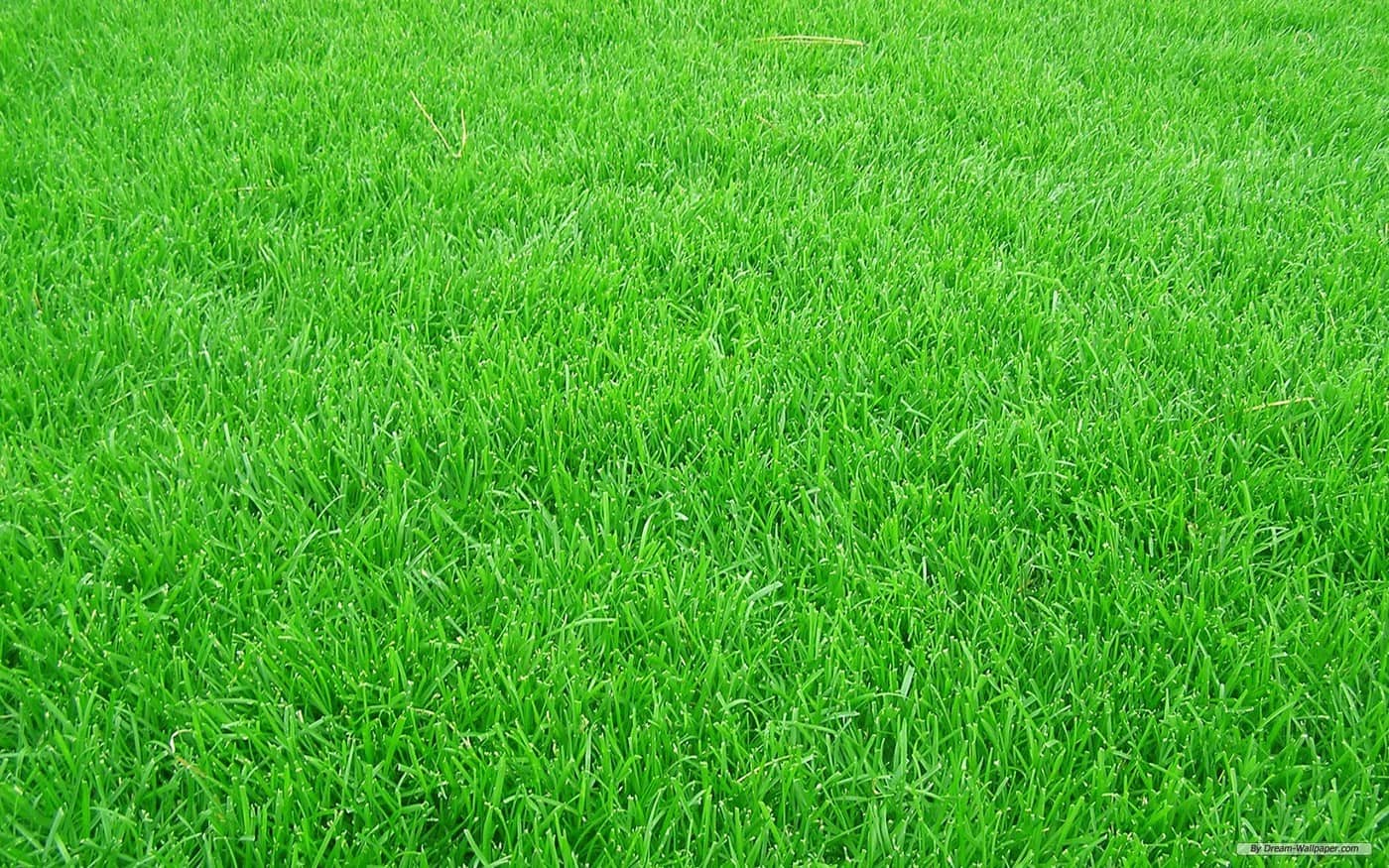 Turf Tamers Horticultural Services - Logo