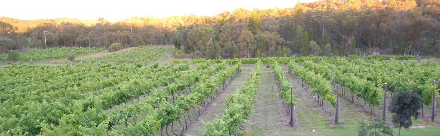 Twisted Gum Wines - Cover photo