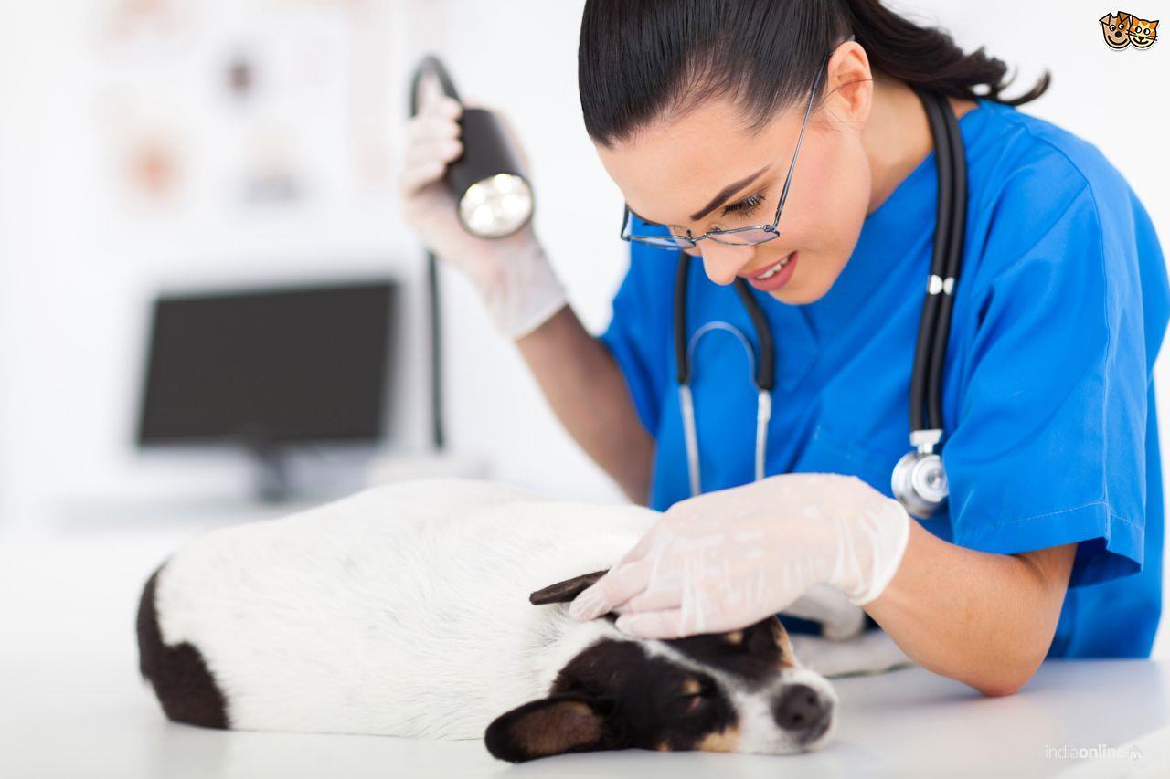 Tyagi Dog Hospital - Cover photo