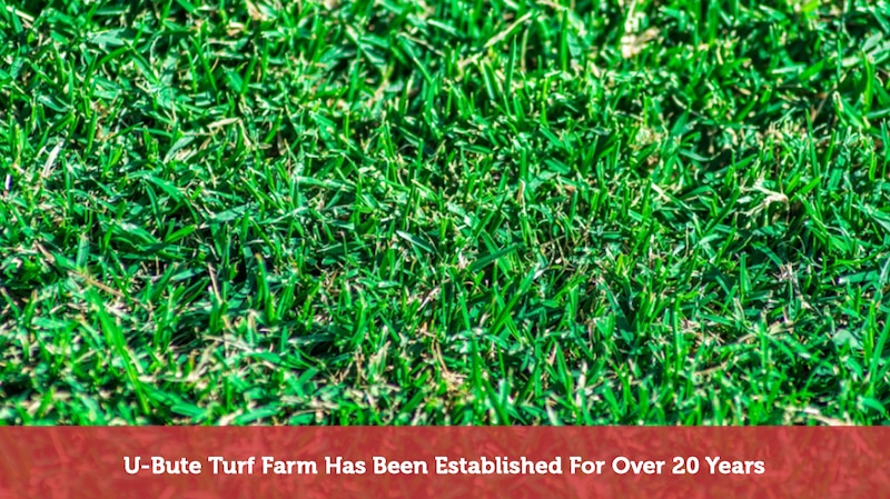U-Bute Turf Farm - Cover photo