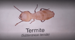 UHSPL-Best Pest Control Services In Delhi NCR - Logo