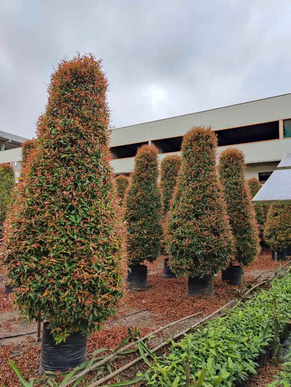 Umar Group Of Nurseries - Cover photo
