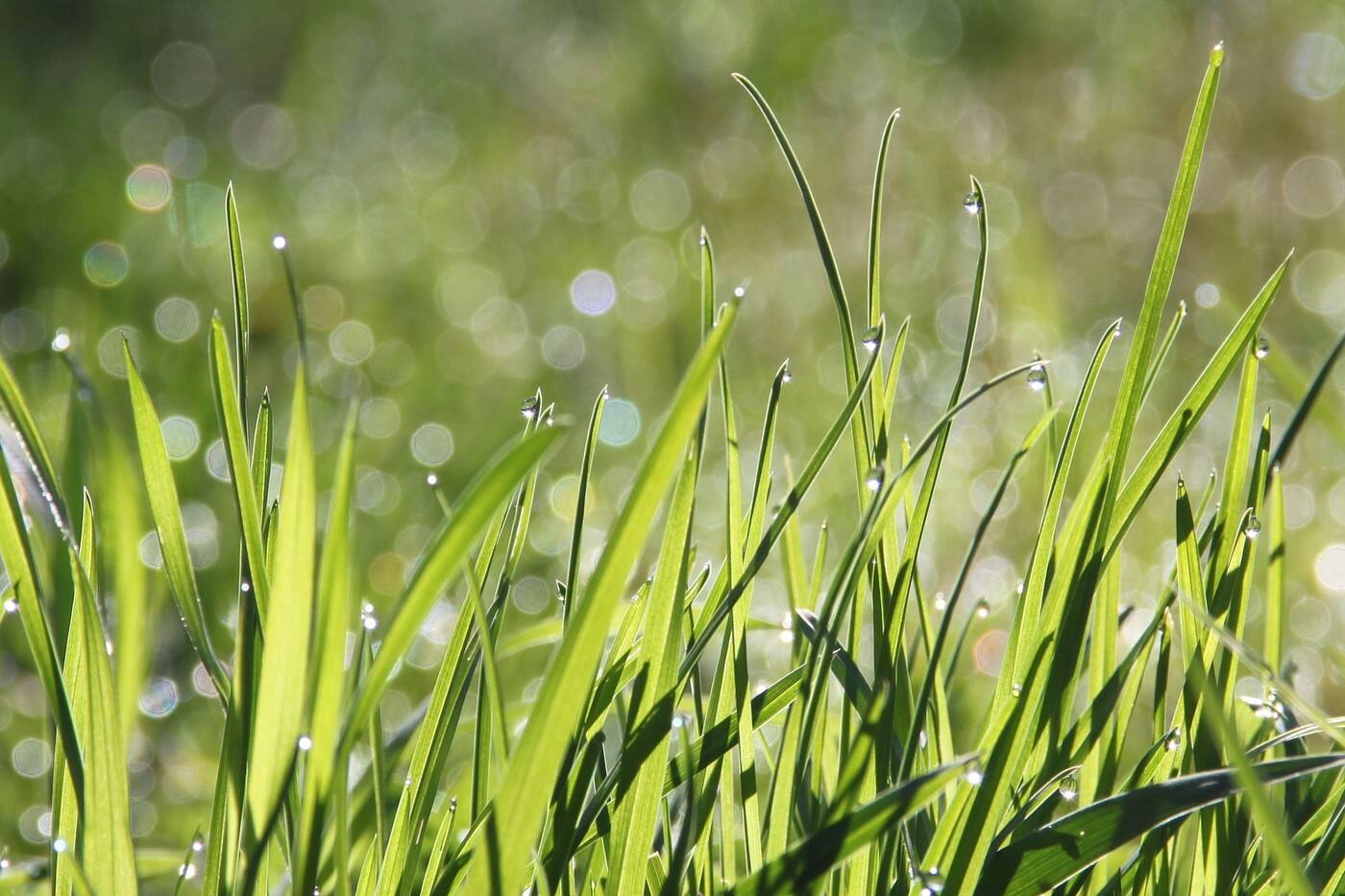 UNDERCUT LAWN SERVICES - Cover photo