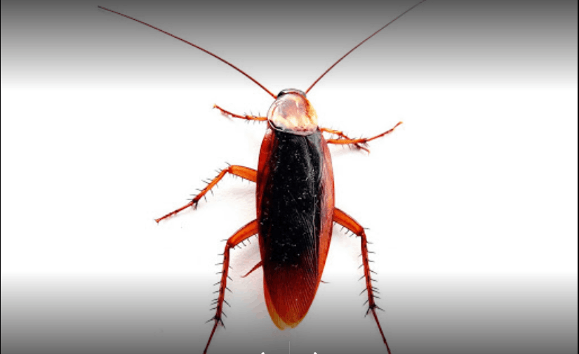 Unit Pest Control - pest control, termite control services Delhi - Cover photo