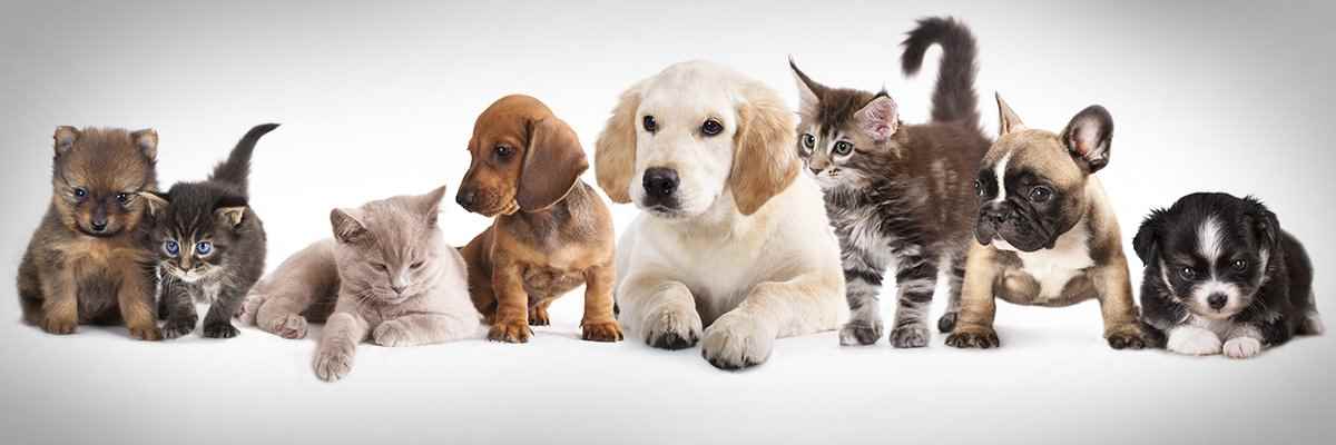 Upper Assam Pet Shop - Cover photo