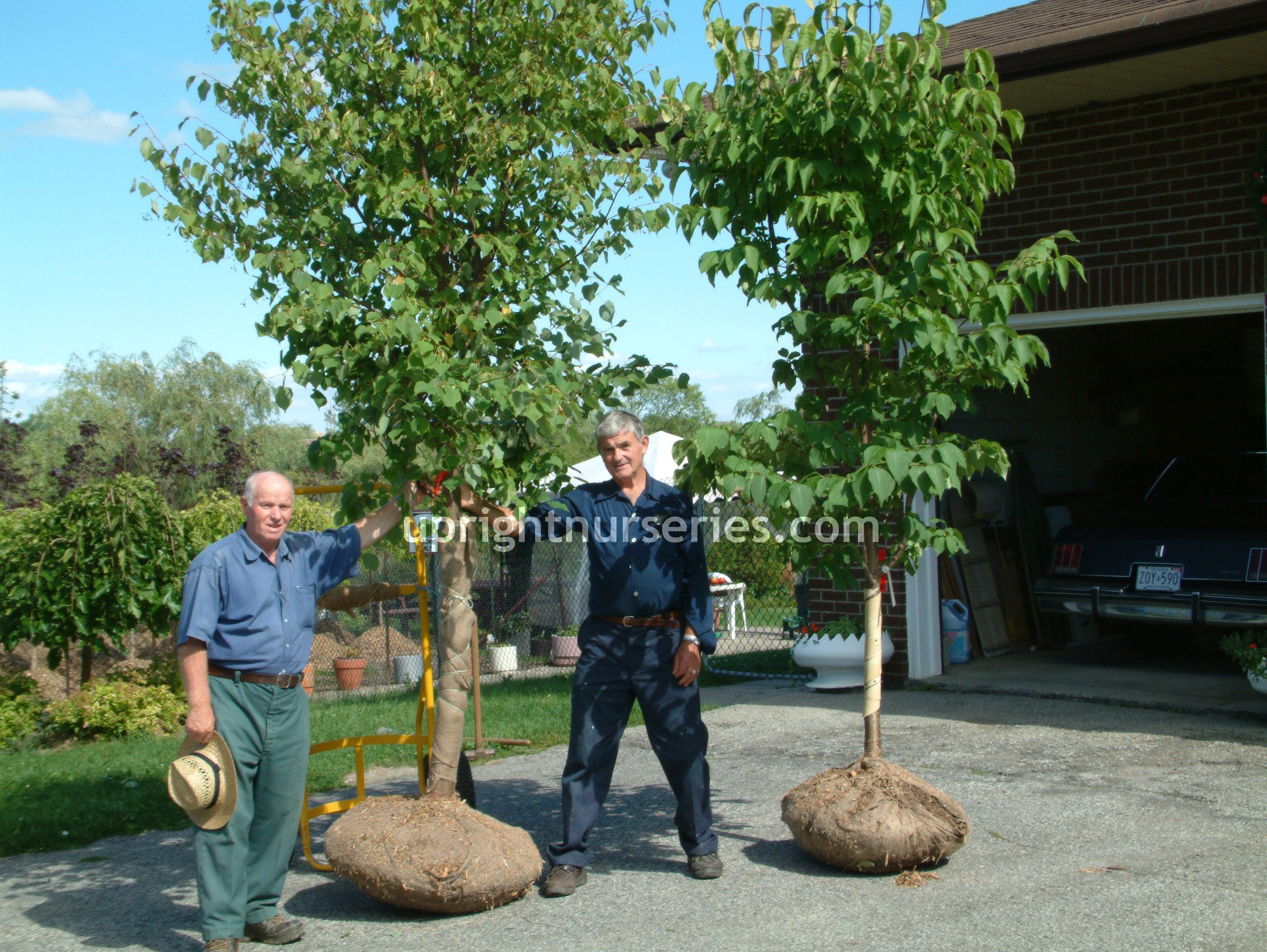 Upright Nurseries - Cover photo