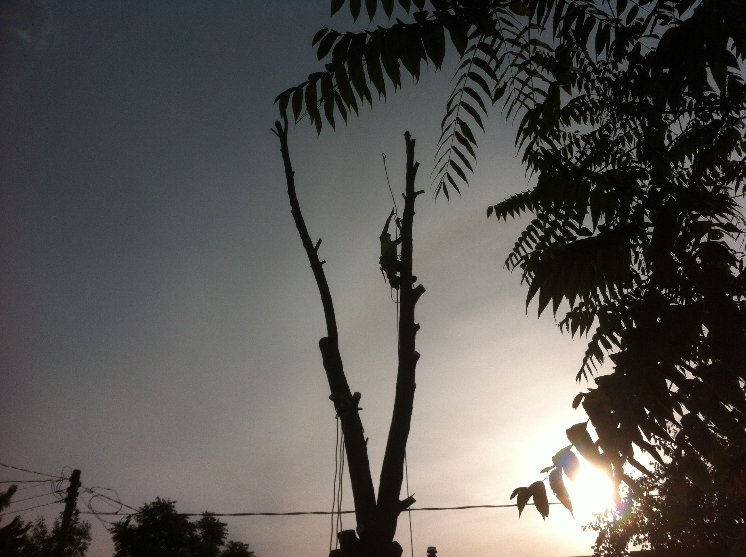Urban Lumberjacks Tree Service - Logo